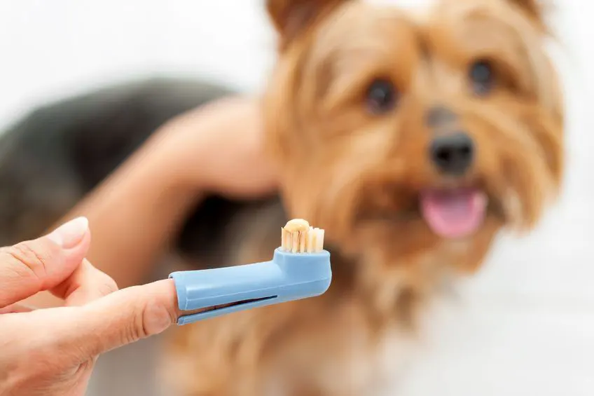Dental Cleanings for Pets