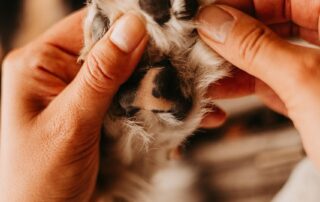 spring allergies in dogs and cats