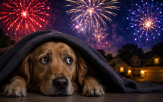 Frightened dog hiding under a blanket during Fourth of July fireworks display.